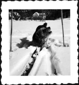 CH-NB - Schweiz, Engadin- Hund - Annemarie Schwarzenbach - SLA-Schwarzenbach-A-5-08-001