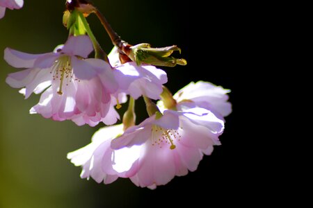 Blossom bloom close up photo