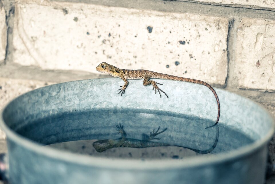 Reflection lizard water