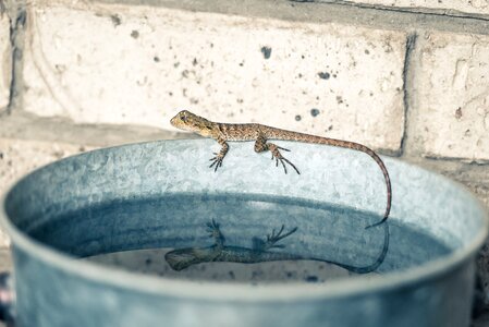Reflection lizard water