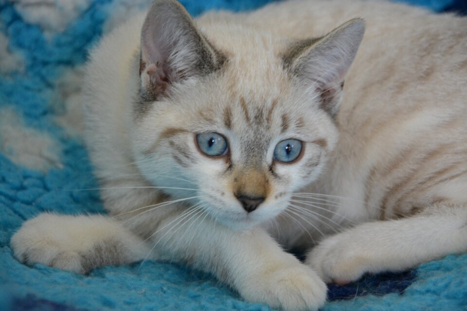 Paws crossed cat eyes animal