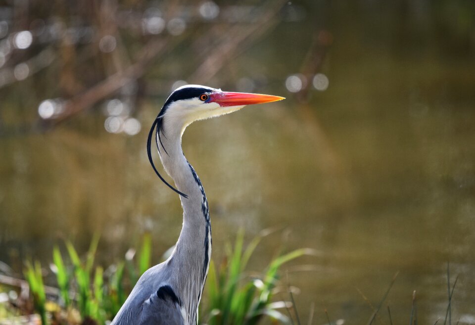 Waterbird predator animal