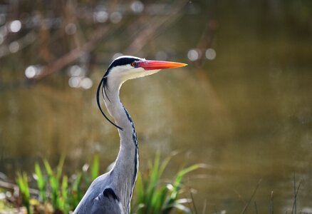 Waterbird predator animal photo