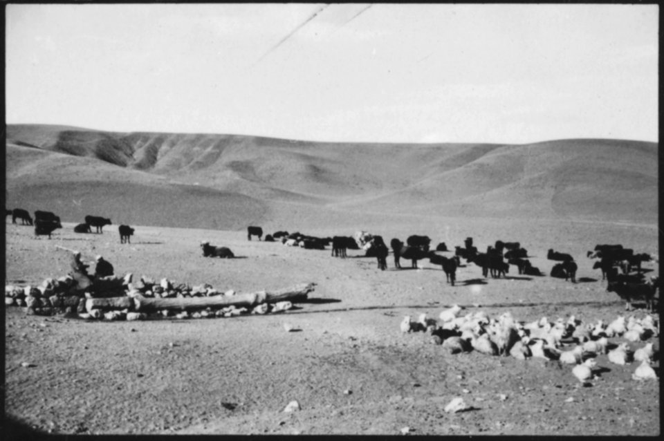 CH-NB - Türkei, Anatolien- Tiere - Annemarie Schwarzenbach - SLA-Schwarzenbach-A-5-02-195