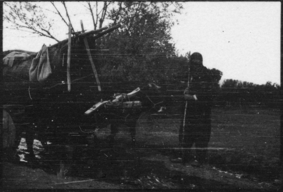 CH-NB - Türkei, Ankara- Büffel - Annemarie Schwarzenbach - SLA-Schwarzenbach-A-5-02-082