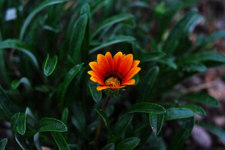 Nature flower garden photo