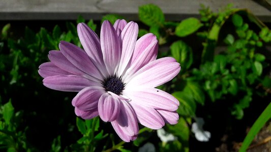 Flower summer flowering