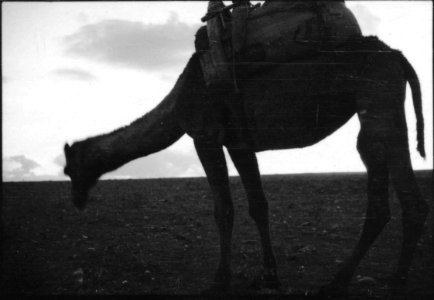 CH-NB - Türkei, Ankara- Tiere - Annemarie Schwarzenbach - SLA-Schwarzenbach-A-5-02-058
