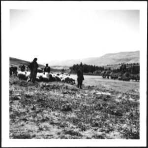 CH-NB - Syrien- Schafhirte - Annemarie Schwarzenbach - SLA-Schwarzenbach-A-5-05-047