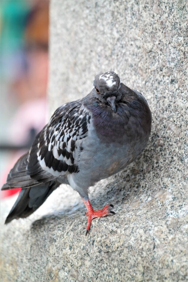 Sleep nature plumage