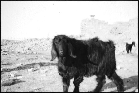 CH-NB - Syrien, Aleppo- Schaf - Annemarie Schwarzenbach - SLA-Schwarzenbach-A-5-03-048