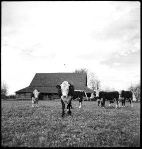 CH-NB - USA, Gruetli-TN- Farm - Annemarie Schwarzenbach - SLA-Schwarzenbach-A-5-10-144