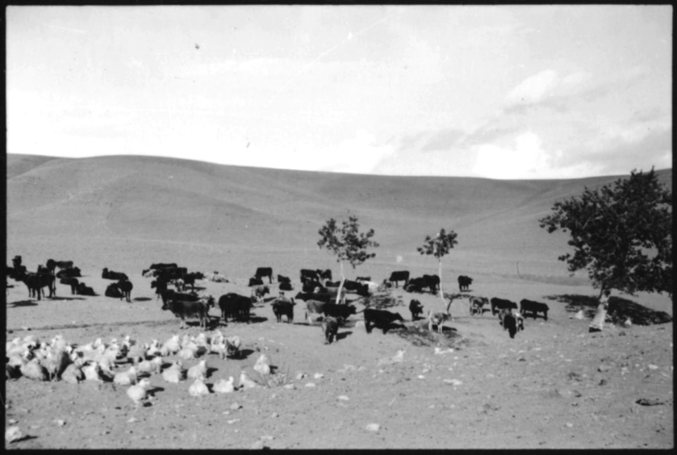 CH-NB - Türkei, Anatolien- Tiere - Annemarie Schwarzenbach - SLA-Schwarzenbach-A-5-02-194