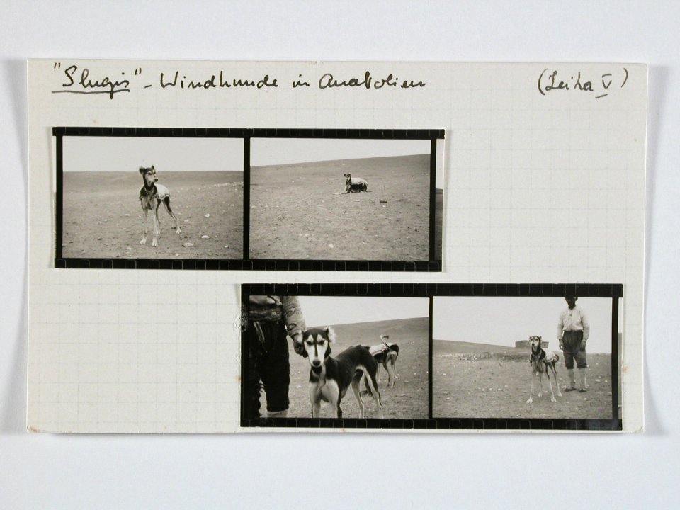CH-NB - Türkei, Anatolien- Tiere - Annemarie Schwarzenbach - SLA-Schwarzenbach-A-5-02-205