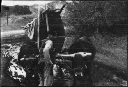 CH-NB - Türkei, Ankara- Büffel - Annemarie Schwarzenbach - SLA-Schwarzenbach-A-5-02-051