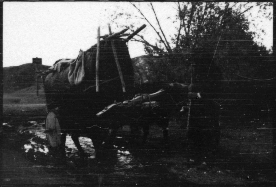 CH-NB - Türkei, Ankara- Büffel - Annemarie Schwarzenbach - SLA-Schwarzenbach-A-5-02-083