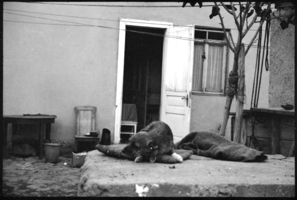 CH-NB - Türkei, Ankara- Hund - Annemarie Schwarzenbach - SLA-Schwarzenbach-A-5-02-106