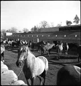 CH-NB - USA, Lexington-KY- Pferde (Lokalisierung unsicher) - Annemarie Schwarzenbach - SLA-Schwarzenbach-A-5-09-049