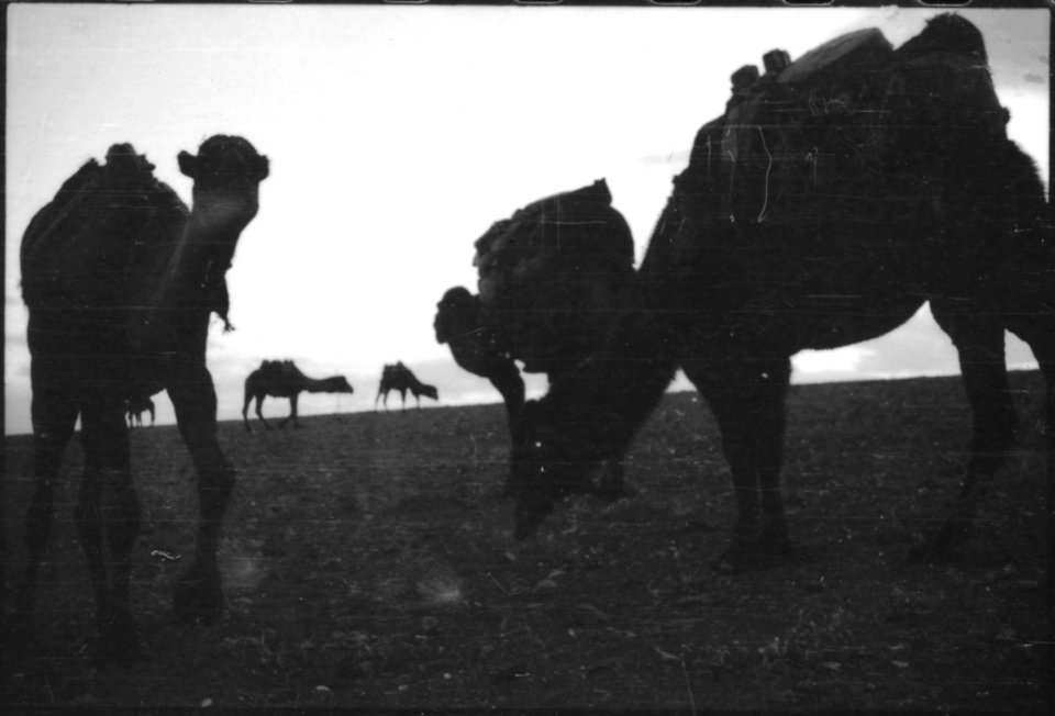 CH-NB - Türkei, Ankara- Tiere - Annemarie Schwarzenbach - SLA-Schwarzenbach-A-5-02-059