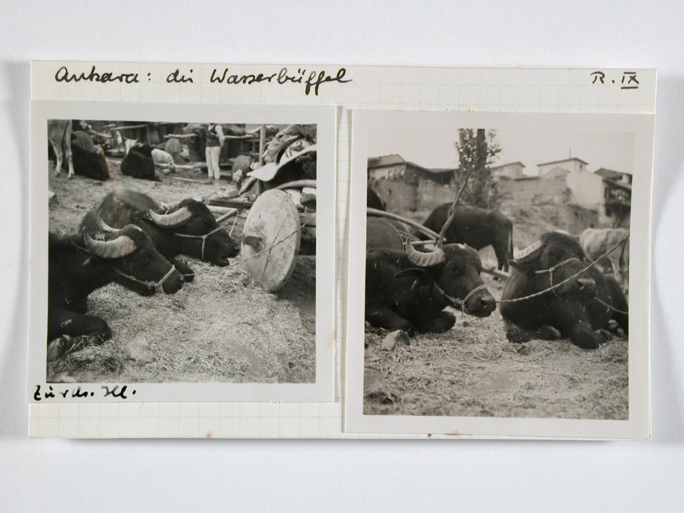 CH-NB - Türkei, Ankara- Tiere - Annemarie Schwarzenbach - SLA-Schwarzenbach-A-5-02-126