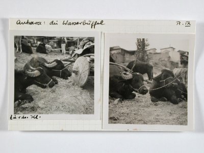 CH-NB - Türkei, Ankara- Tiere - Annemarie Schwarzenbach - SLA-Schwarzenbach-A-5-02-126