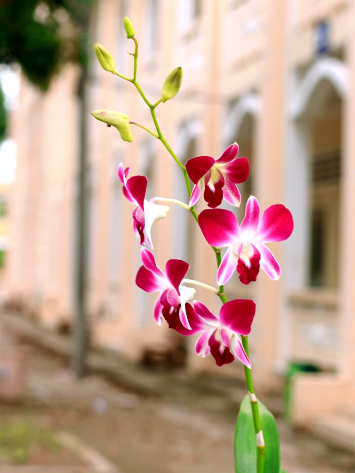 Orchid black checkered orchids flowers bloom
