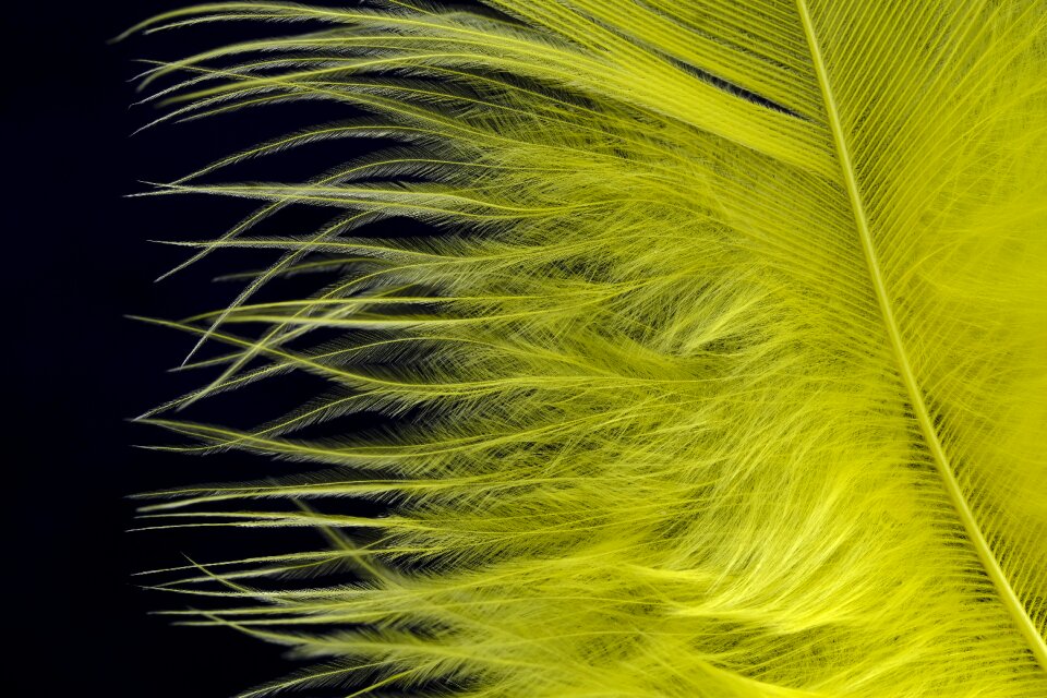 Down slightly yellow