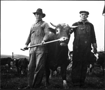 CH-NB - USA, Scotts Run-WV- Landwirtschaft - Annemarie Schwarzenbach - SLA-Schwarzenbach-A-5-09-027