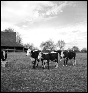 CH-NB - USA, Gruetli-TN- Farm - Annemarie Schwarzenbach - SLA-Schwarzenbach-A-5-10-143