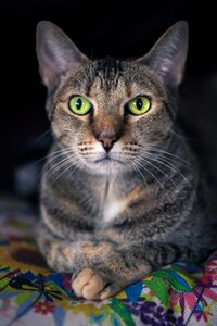 Green eyes listening content