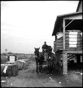 CH-NB - USA, zwischen Montgomery-AL und Columbus-GA- Baumwolle - Annemarie Schwarzenbach - SLA-Schwarzenbach-A-5-11-075