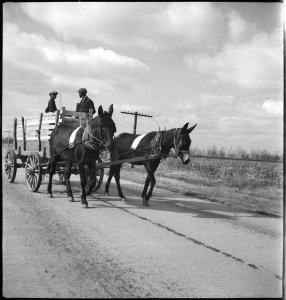 CH-NB - USA, zwischen Montgomery-AL und Columbus-GA- Kutsche - Annemarie Schwarzenbach - SLA-Schwarzenbach-A-5-11-076
