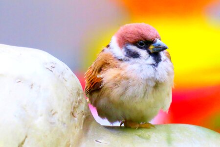 Compact wildlife animal