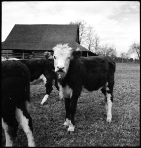 CH-NB - USA, Gruetli-TN- Farm - Annemarie Schwarzenbach - SLA-Schwarzenbach-A-5-10-145