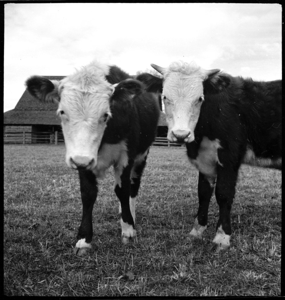 CH-NB - USA, Gruetli-TN- Farm - Annemarie Schwarzenbach - SLA-Schwarzenbach-A-5-10-146