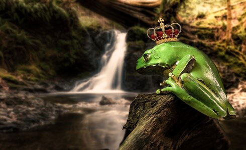 Fairy tales frog prince prince photo