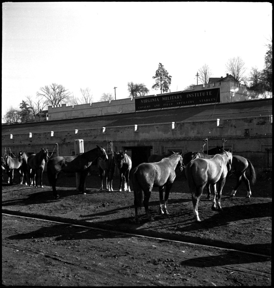 CH-NB - USA, Lexington-KY- Pferde (Lokalisierung unsicher) - Annemarie Schwarzenbach - SLA-Schwarzenbach-A-5-09-048