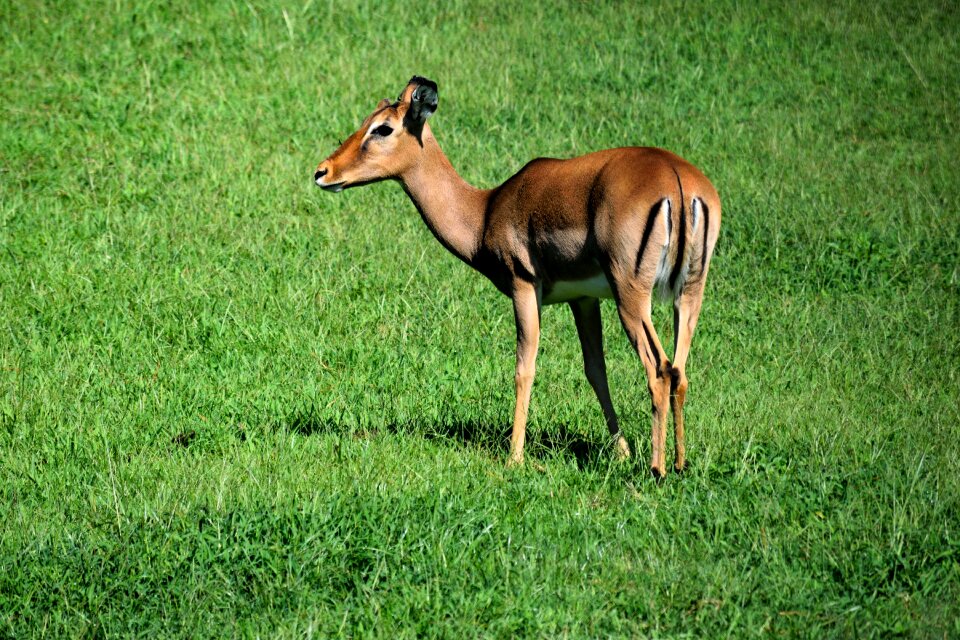 Animal mammal nature
