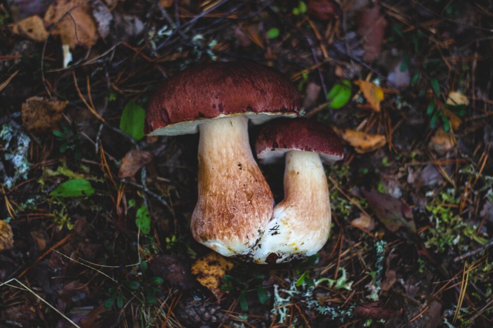 Fungus food outdoor