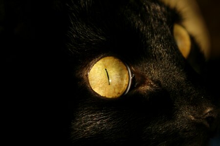 The darkness portrait eye