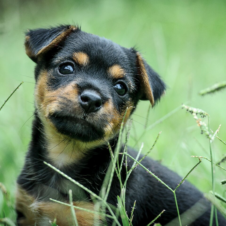 Dog cute dreaming