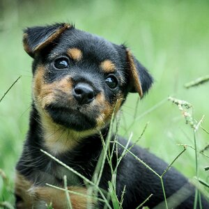 Dog cute dreaming photo