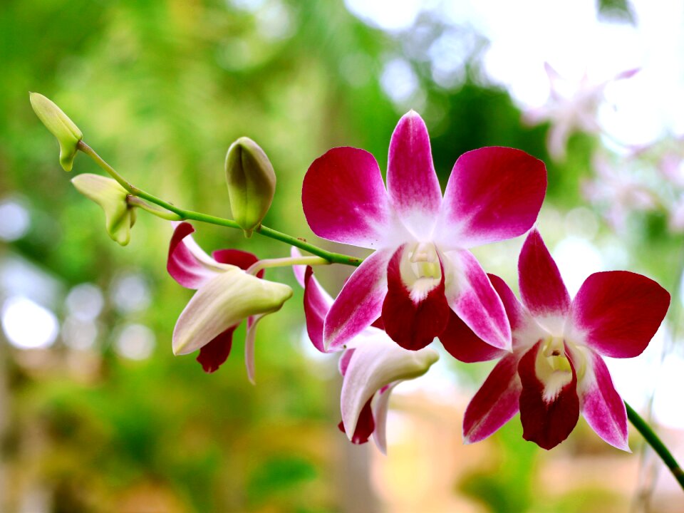Orchid black checkered orchids flowers bloom