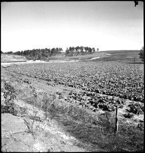 CH-NB - USA, Pine Mountain Valley-GA- Landschaft - Annemarie Schwarzenbach - SLA-Schwarzenbach-A-5-11-111