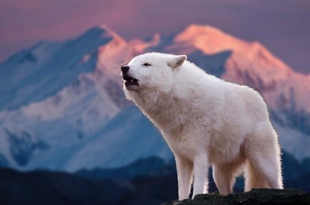Predator white arctic wolf photo