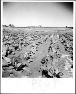 CH-NB - USA, Pine Mountain Valley-GA- Landschaft - Annemarie Schwarzenbach - SLA-Schwarzenbach-A-5-11-143