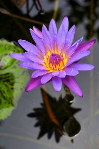 Plant nature flowers