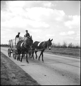 CH-NB - USA, zwischen Montgomery-AL und Columbus-GA- Kutsche - Annemarie Schwarzenbach - SLA-Schwarzenbach-A-5-11-081