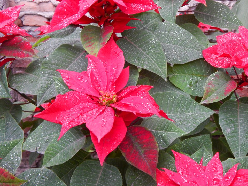 Star federal red petals red