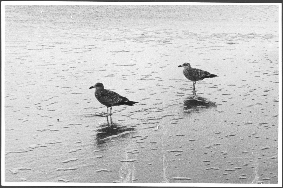 CH-NB - Vögel - Annemarie Schwarzenbach - SLA-Schwarzenbach-A-5-27-034